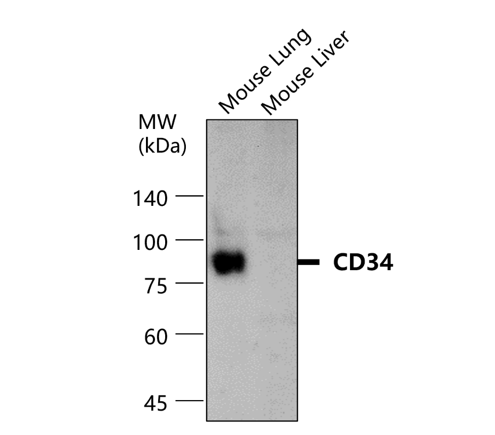 CD34