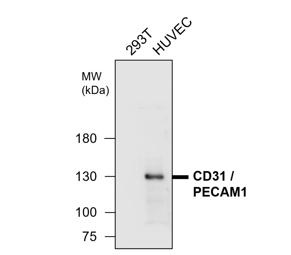 CD31 / PECAM1 (Extracellular)