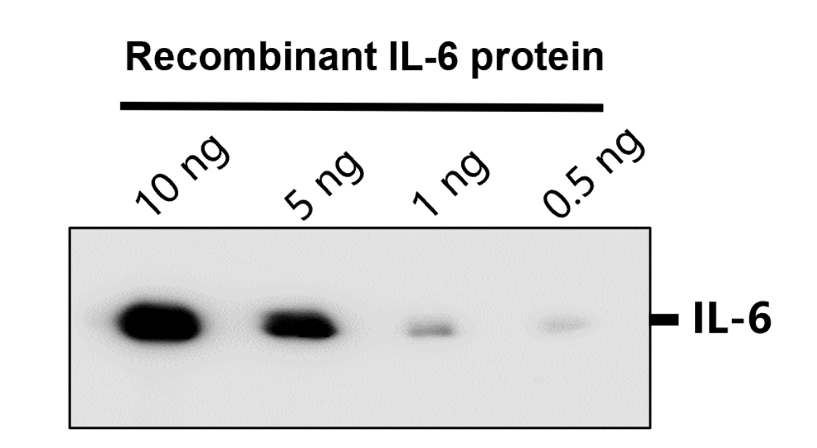 IL-6 Antibody