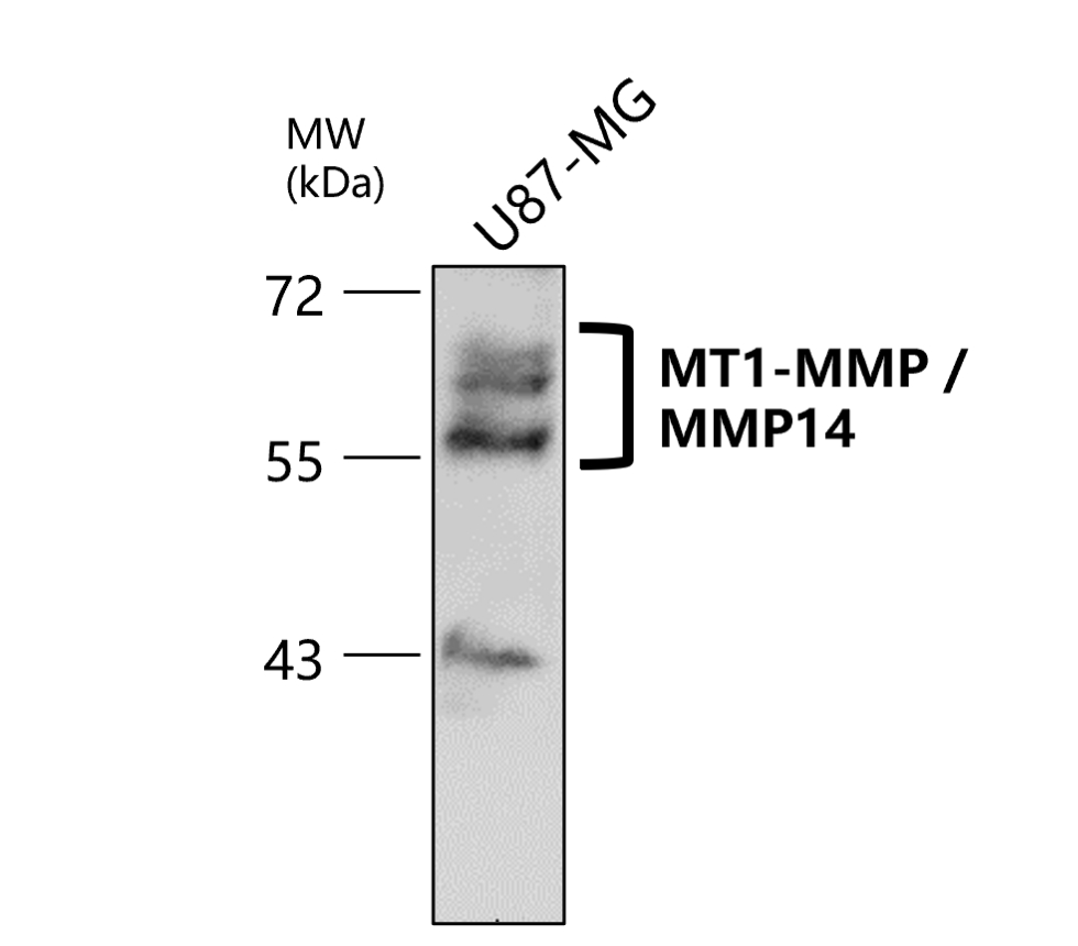 MMP14 antibody