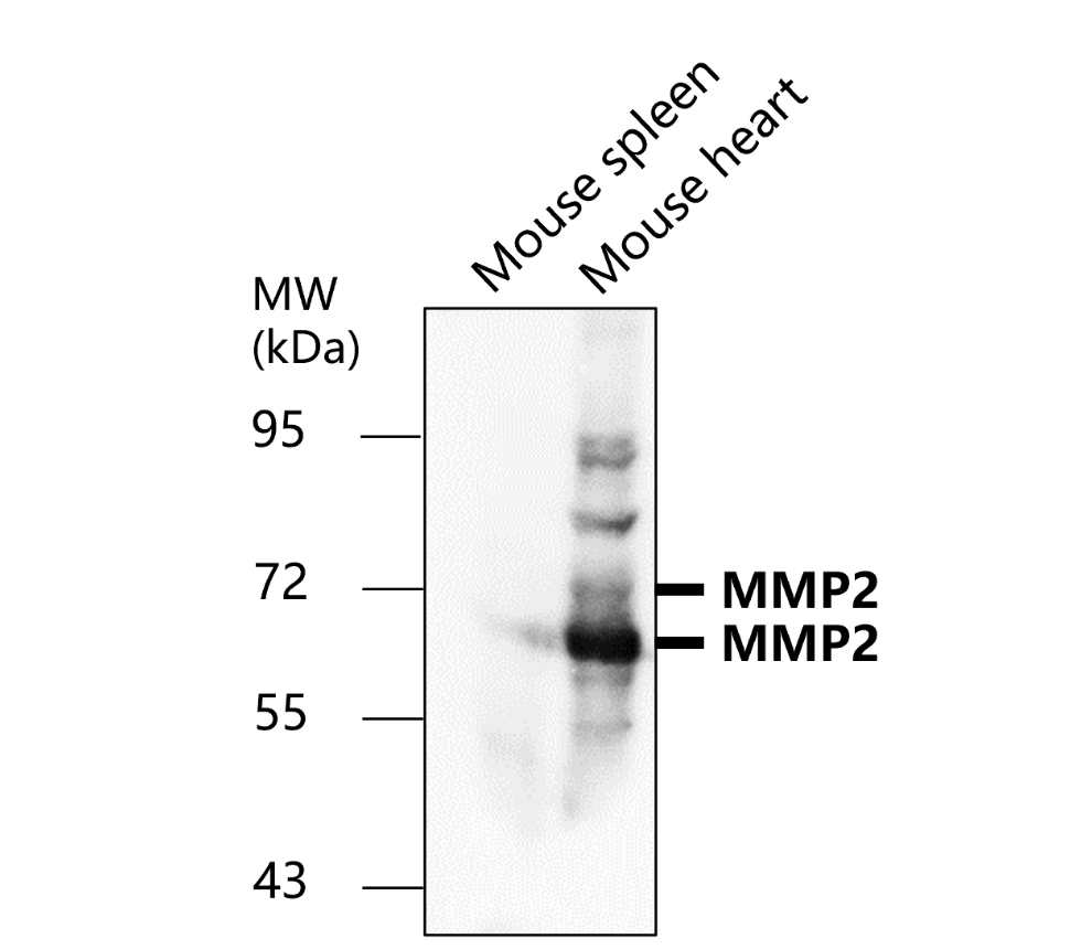 MMP2 Antibody