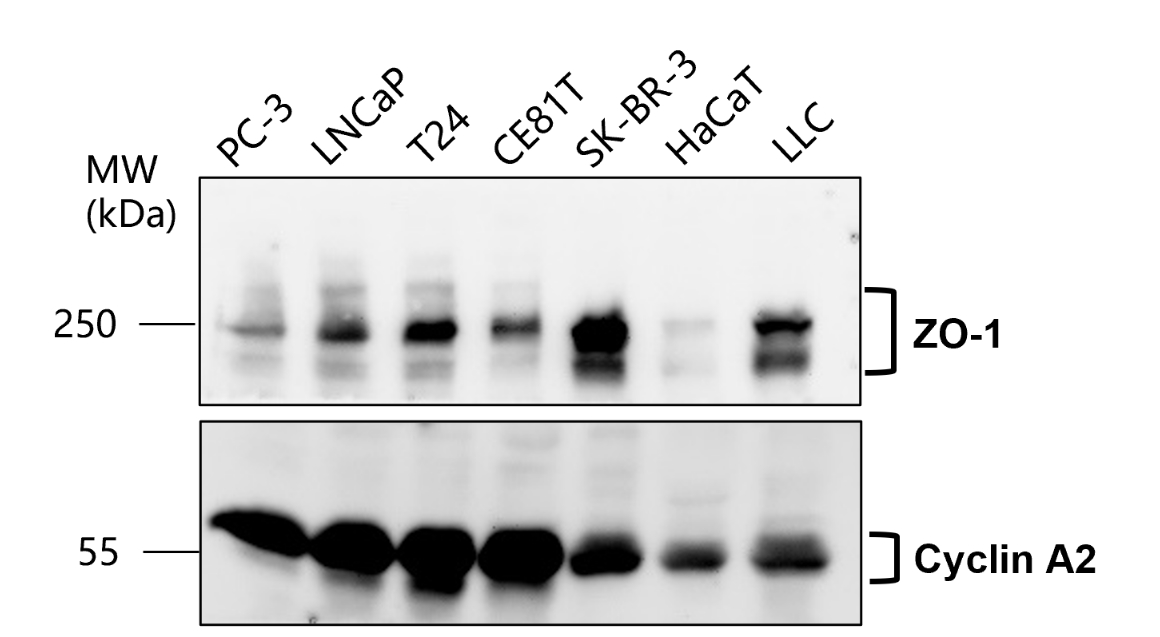 ZO-1/TJP1 Antibody