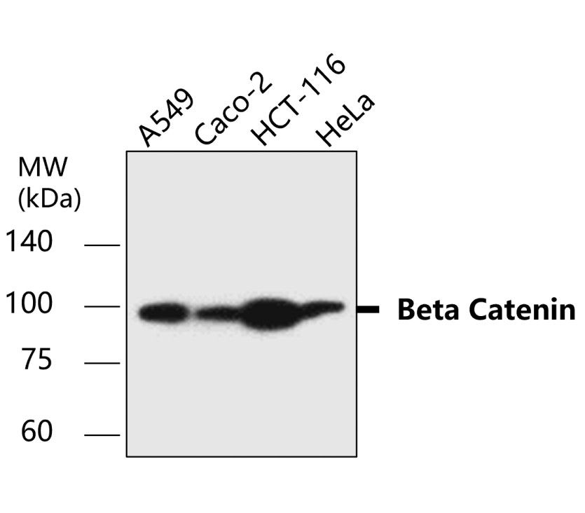 Beta-catenin Antibody