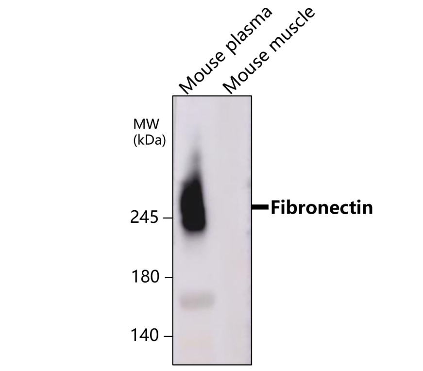 Fibronectin 1/FN1 (N-term) Antibody