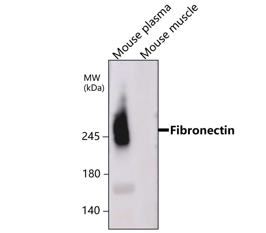 Fibronectin 1 / FN1 (N-term)