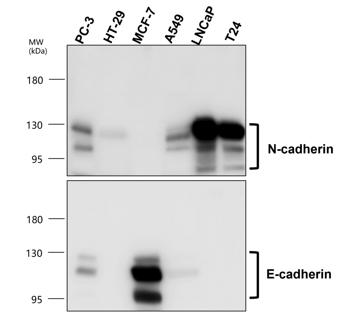 N-cadherin (Extracellular)
