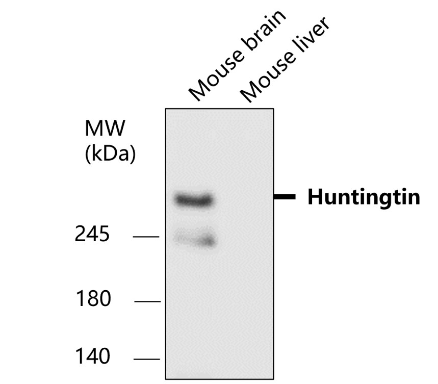 Huntingtin Antibody