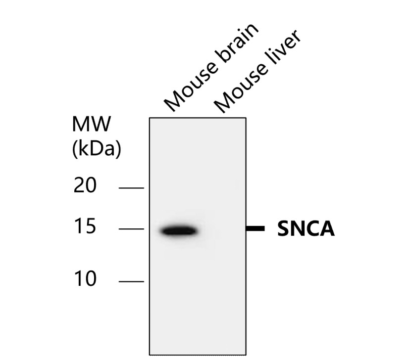 Alpha-synuclein/SNCA Antibody