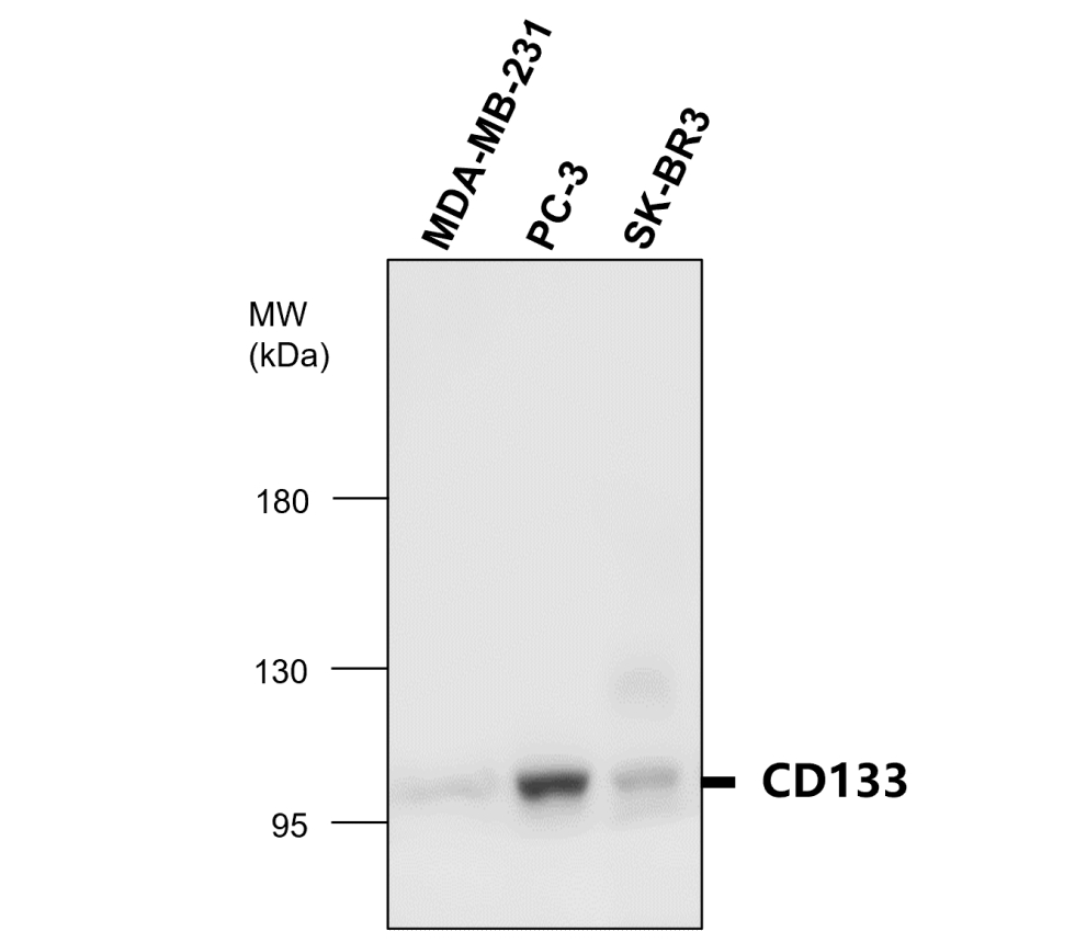 CD133 / Prominin-1 (Intracellular domain)