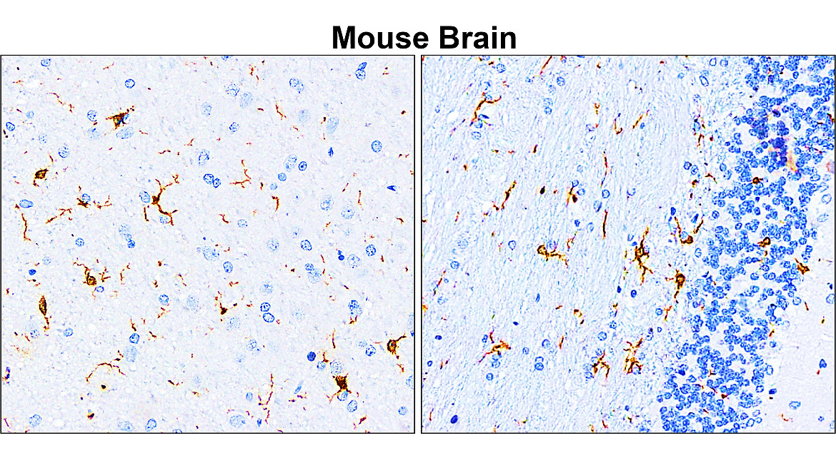 Iba1 antibody