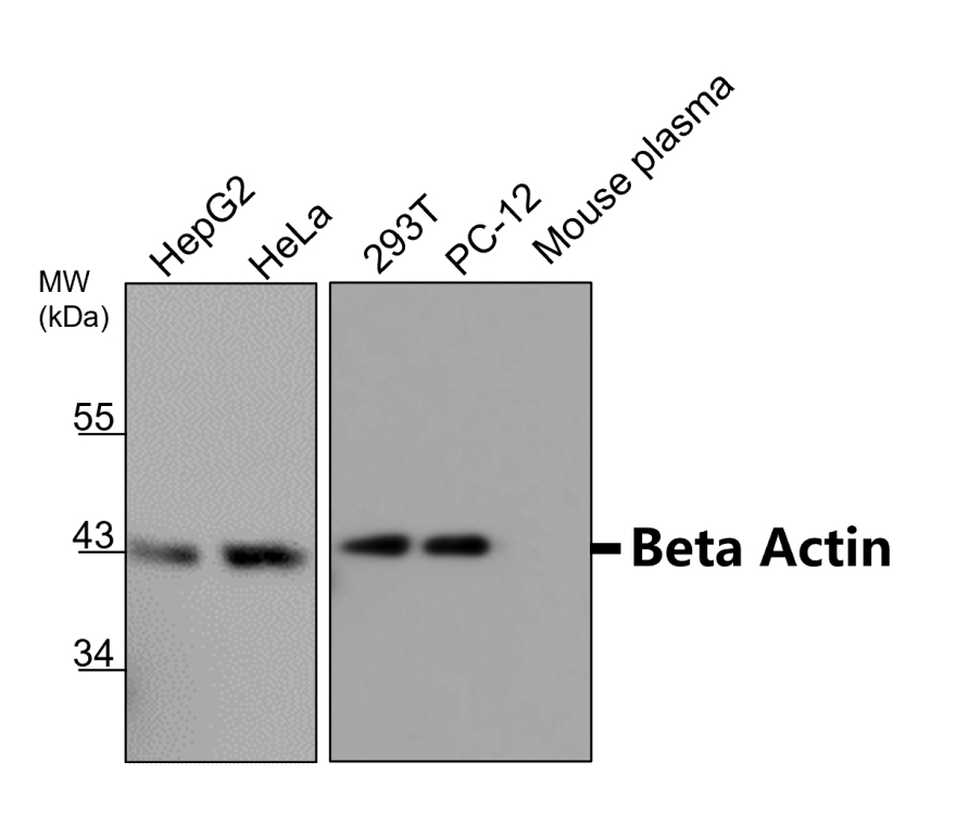 Beta-actin Antibody