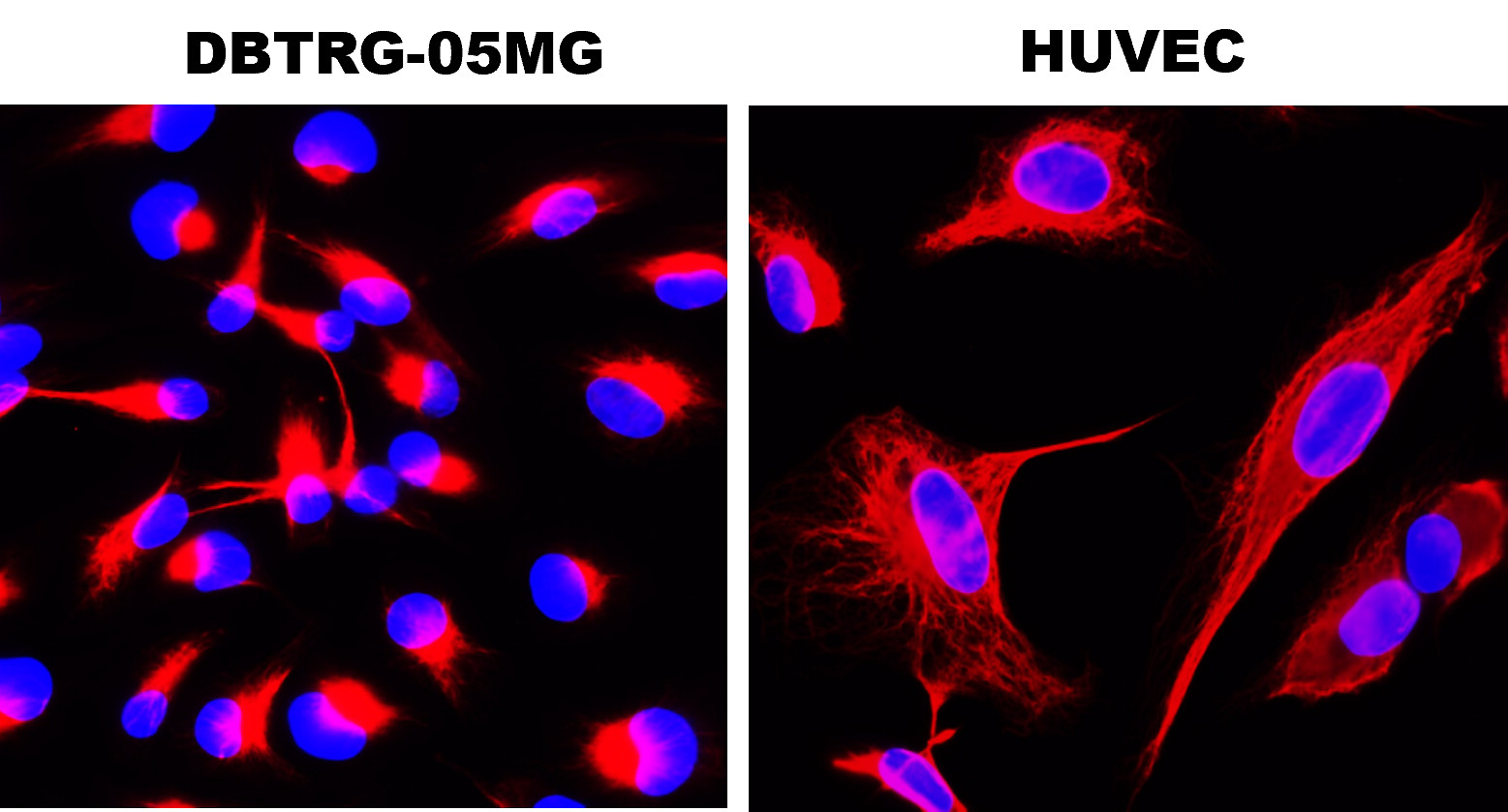 Vinculin Antibody