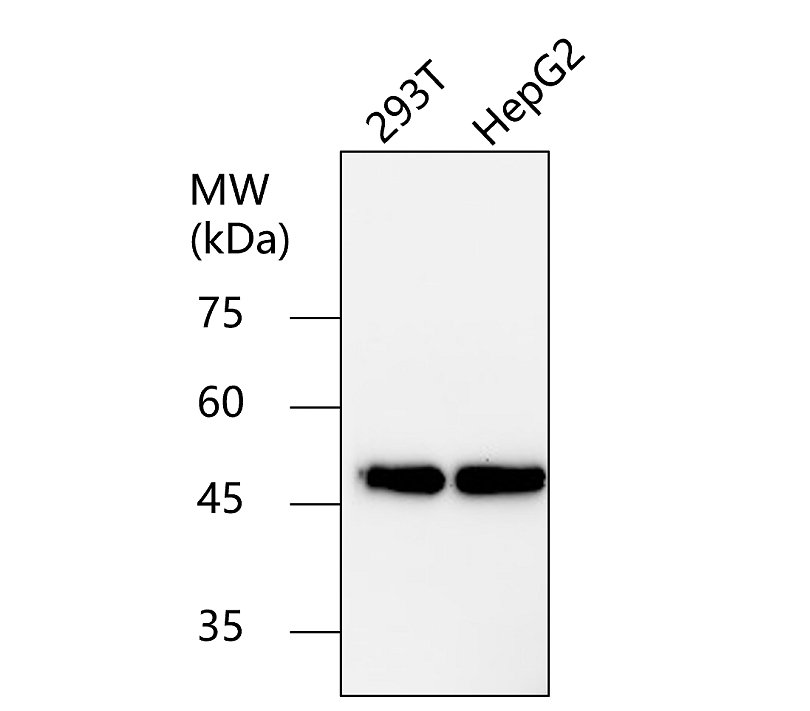 Beta-tubulin Antibody