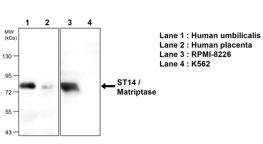 ST14 / Matriptase antibody [M32]