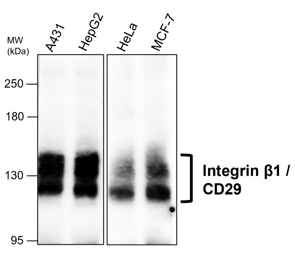 Integrin β1/CD29 Antibody