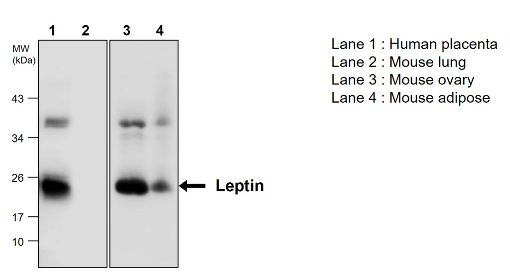 Leptin Antibody