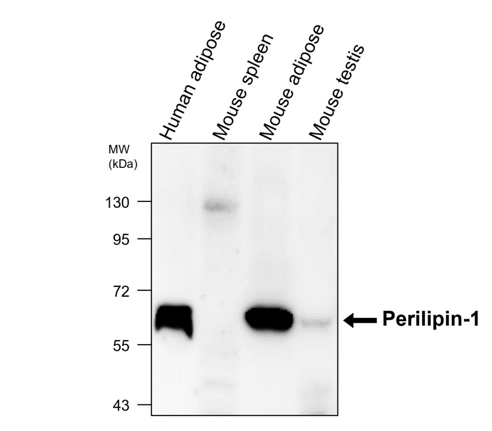 Perilipin-1 Antibody