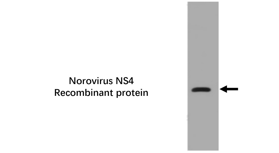 Norovirus NS6 Antibody