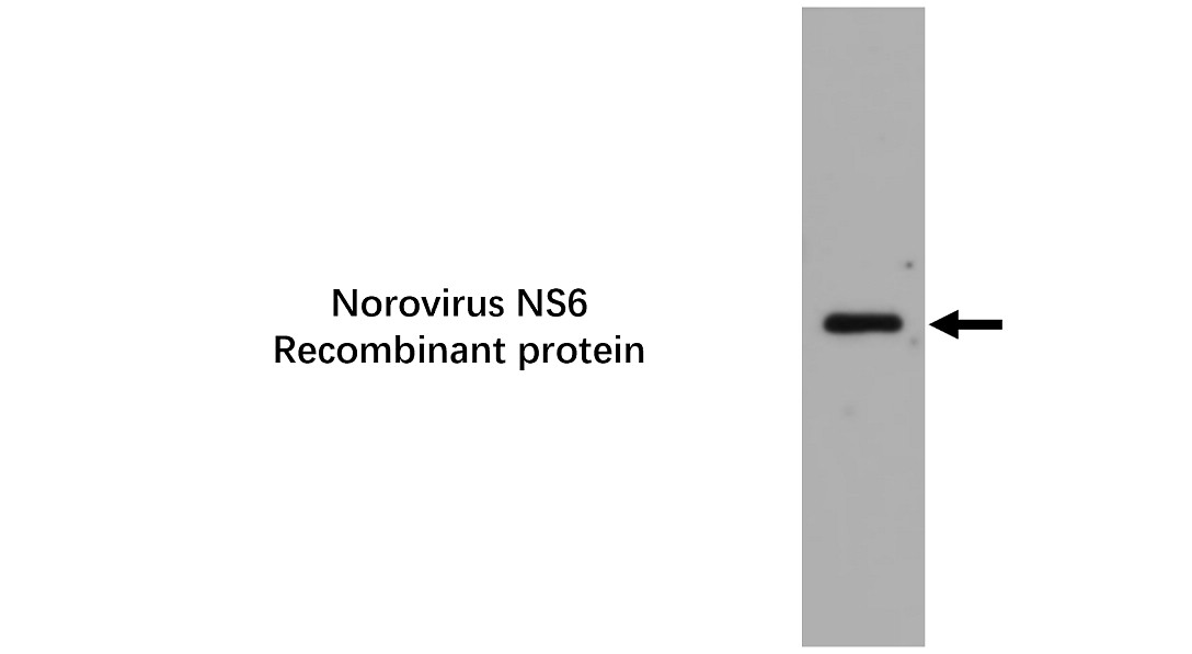 Norovirus NS4 Antibody