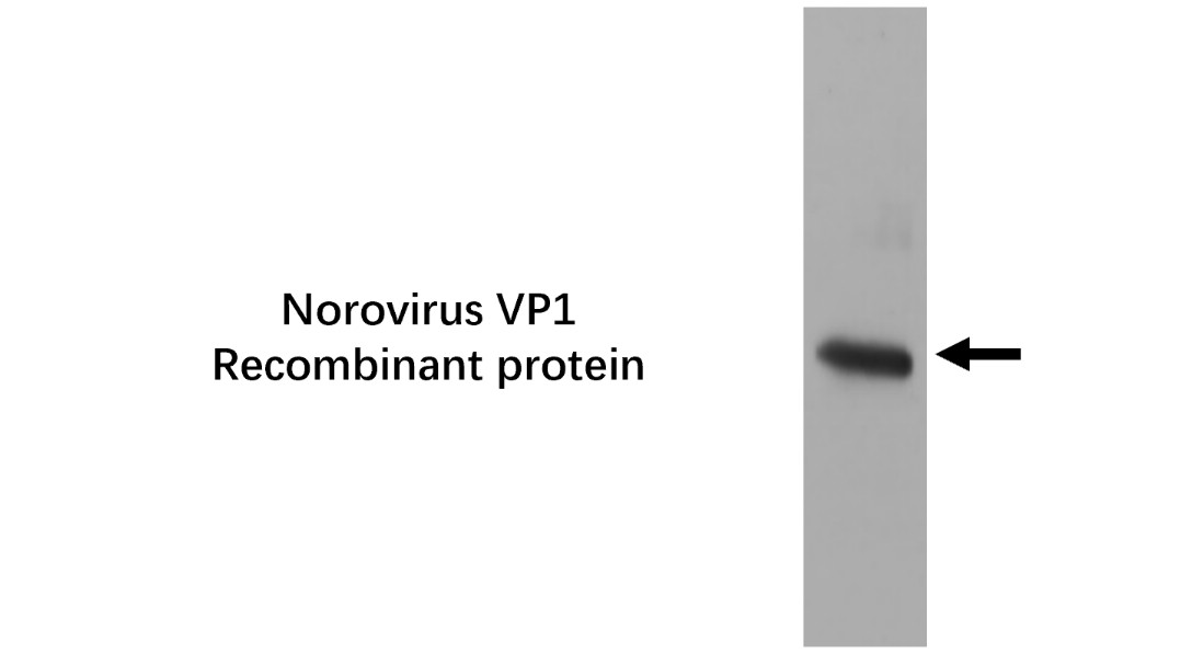Norovirus VP1 Monoclonal antibody