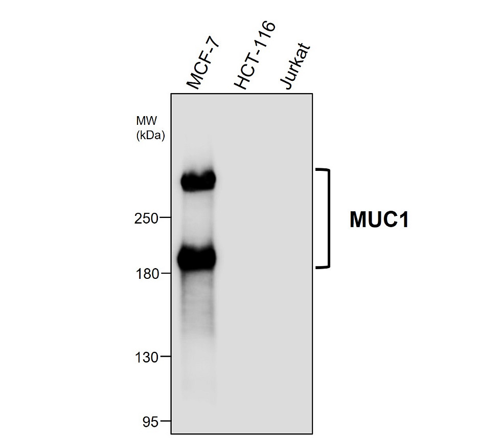 MUC1/Mucin 1/CD227 Antibody