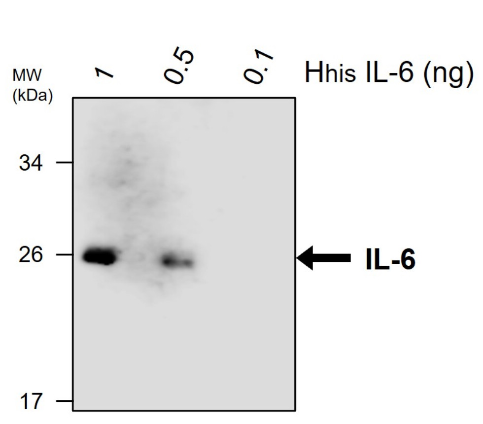 IL-6 antibody [M507]