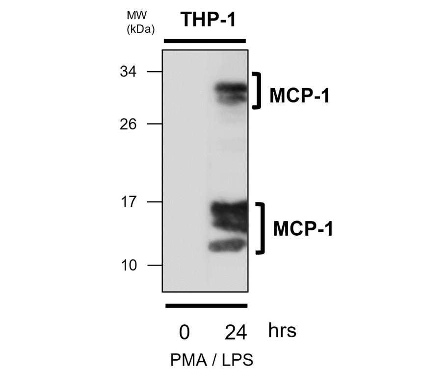 MCP-1 / MCAF antibody [PD-5]