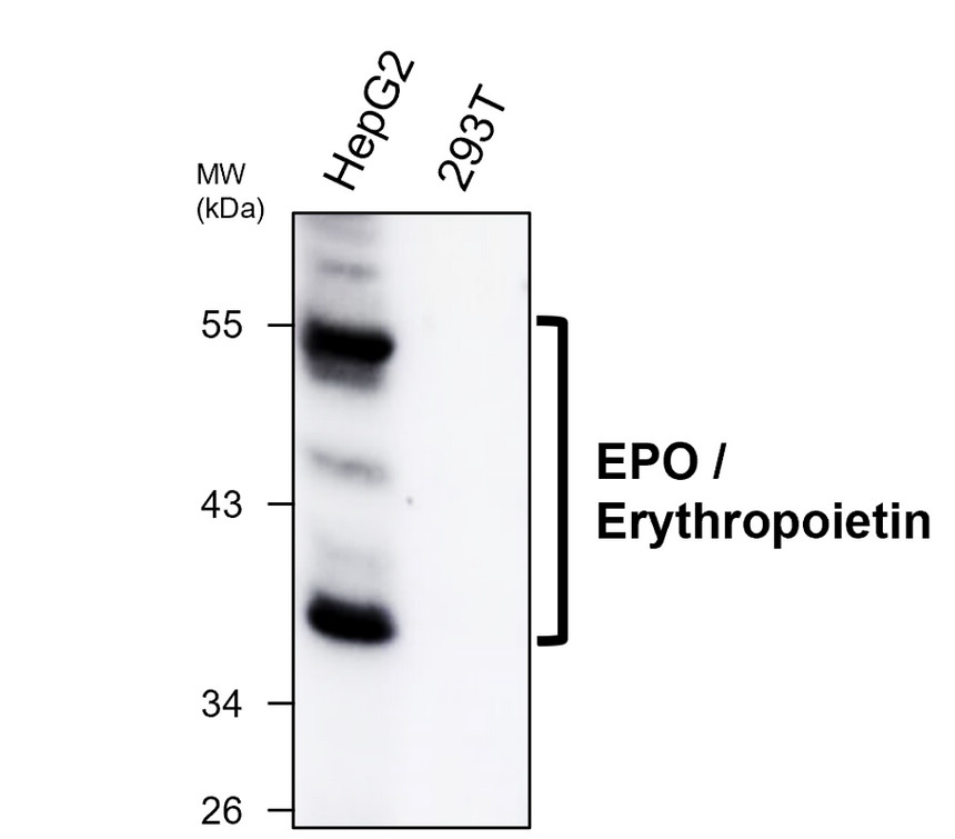 EPO / Erythropoietin antibody [PA-2]