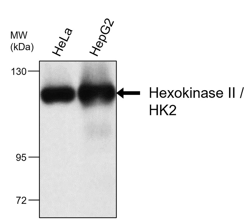 Hexokinase II / HK2, monoclonal antibody