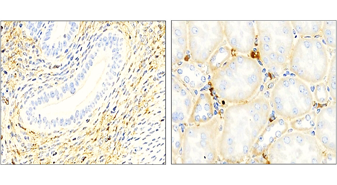 LAMP2/CD107b, monoclonal Antibody