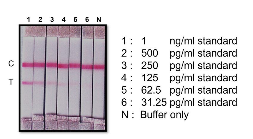 SARS-CoV-2 nucleocapsid protein, Detection antibody [BS42]