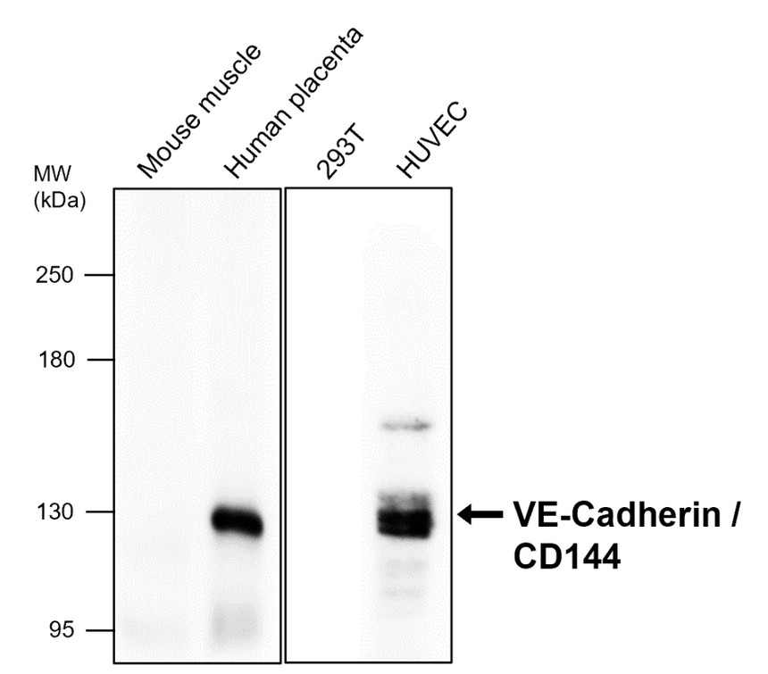 VE-cadherin/CDH5/CD144 Antibody