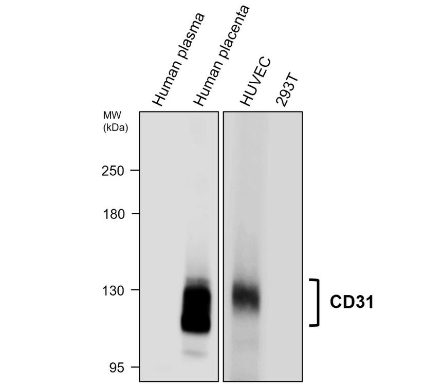 CD31 human specific