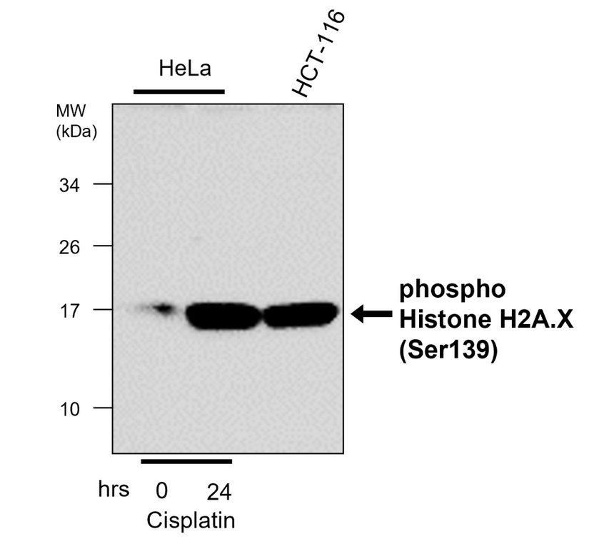 phospho Histone H2A.X (Ser139), monoclonal antibody