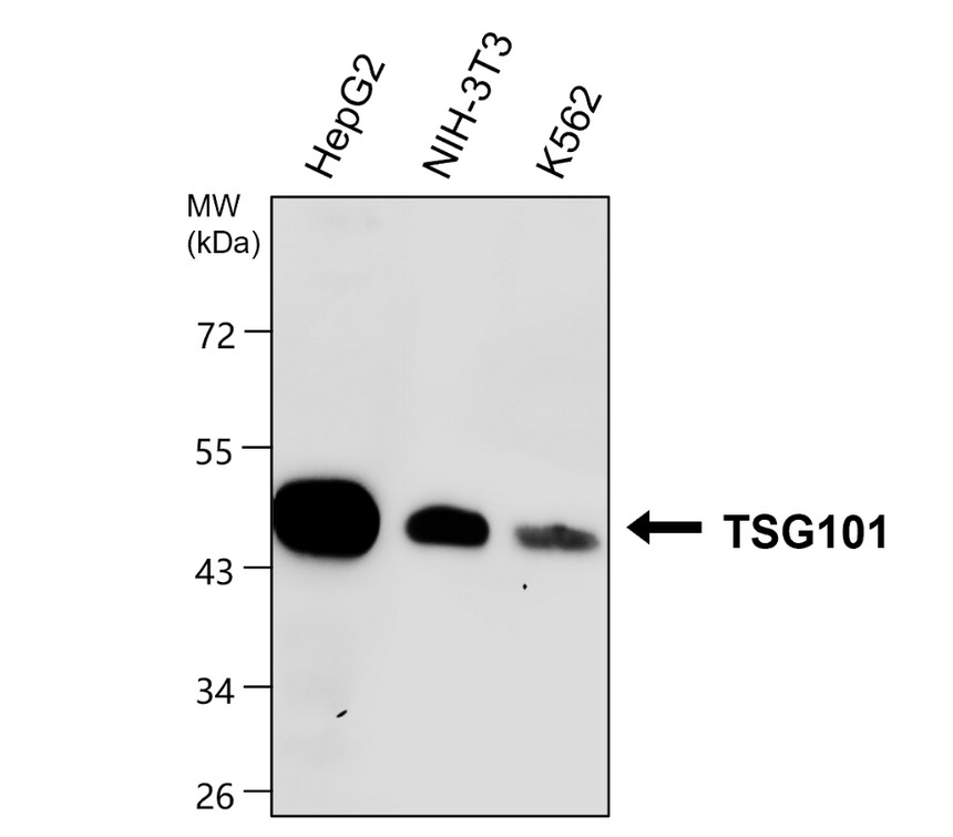 TSG101, monoclonal antibody