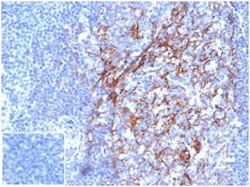 CD23 Antibody