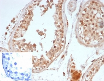 Oct4 Antibody / POU5F1
