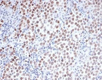 Oct4 Antibody / POU5F1