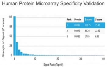 FOXB2 Antibody