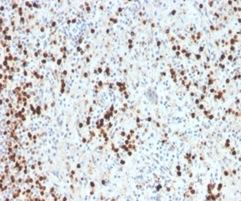 MPO Antibody / Myeloperoxidase