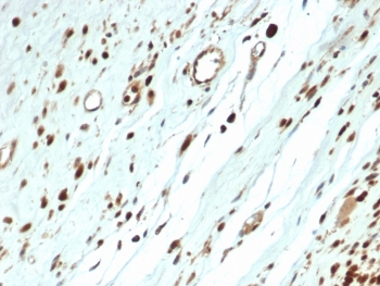 MyoD1 Antibody