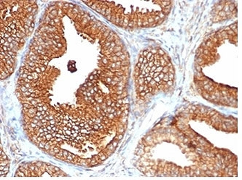 CD47 Antibody / IAP / Integrin Associated Protein
