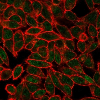 JUNB Antibody