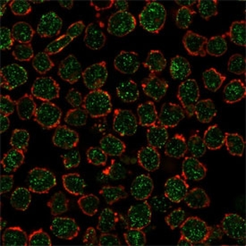 RXR beta Antibody / RXRB