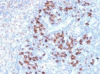 ZFP64 Antibody