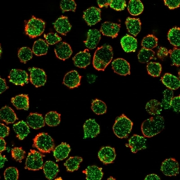 CREB5 Antibody / CRE-BPa