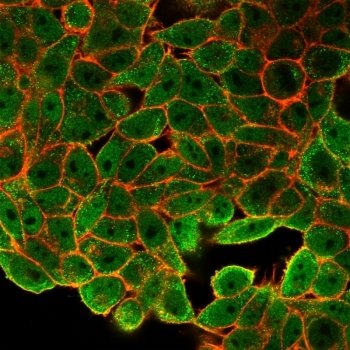 JUNB Antibody