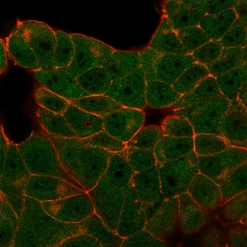 E4F1 Antibody