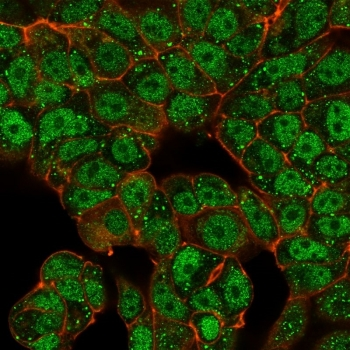 CTBP2 Antibody / C-terminal-binding protein 2