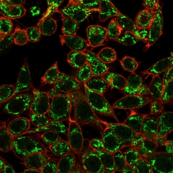CTBP2 Antibody / C-terminal-binding protein 2